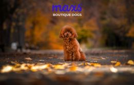 Puppy Export Import LTD
