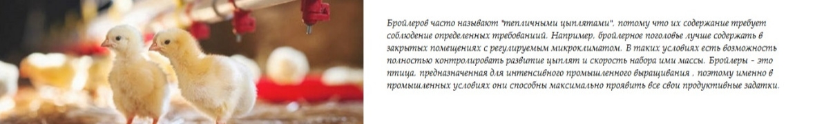 Рашид