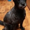 Dorota