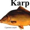 Cyprian