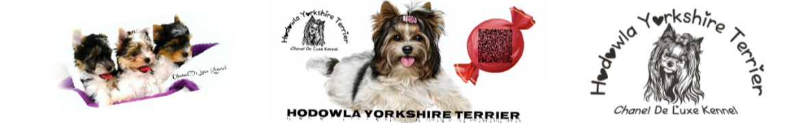 Piesek Biewer Yorkshire Terrier