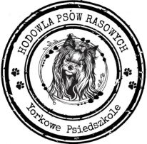 Yorkowe Psiedszkole Hodowla Psów  Rasowych
