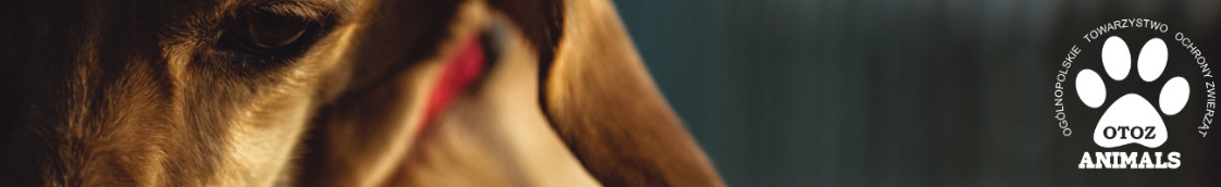 OTOZ Animals Schronisko Starogard