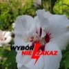 Marzena