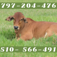 SKUP Bydła Rzeźnego Tomasiak