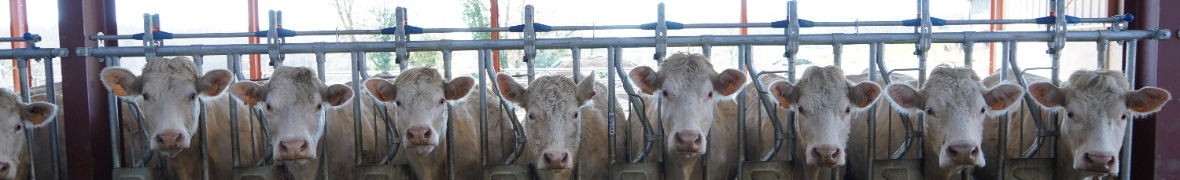 AGRITUBEL drabina paszowa samozatrzaskowa zatrzaski dla bydła krów