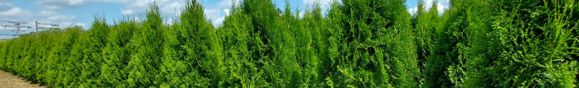 Tuja Tuje Szmaragd szmaragdowa 160-180 cm, sadzenie, transport