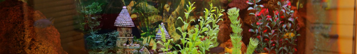 delfinek