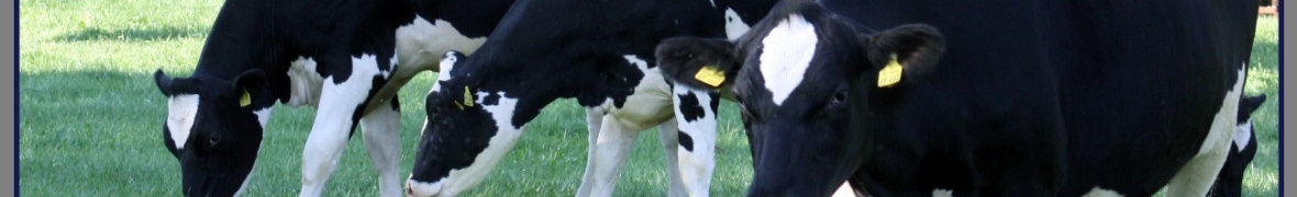Krowy mleczne HO z Polski obora uwiązowa