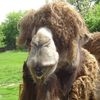 Kacper