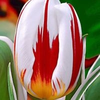 Tulipan Waldemar Czajkowski