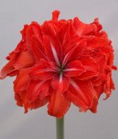 Tulipan Waldemar Czajkowski