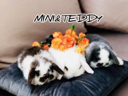 Mini&Teddy u Klaudii