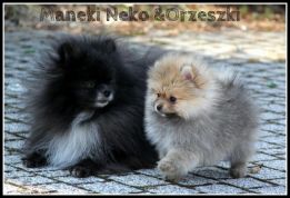 Maneki Neko & Orzeszki
