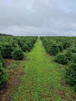 Importer Jodły Kaukaskiej Z Danii