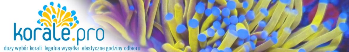 Stylophora pistillata koralowiec akwarium morskie koralowce mega duży