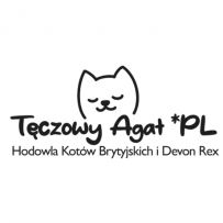 Tęczowy Agat - Hodowla Kotów Brytyjskich i Devon Rex