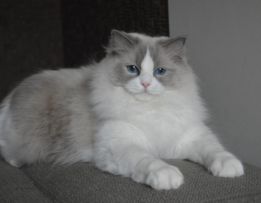 Prestigious Cat PL