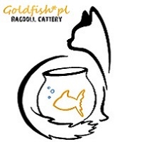 Goldfish - Hodowla Kotów Rasowych Ragdoll