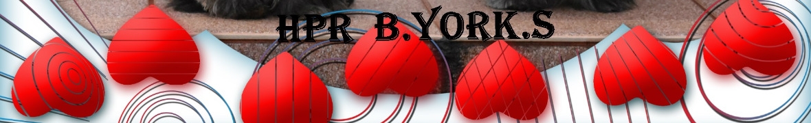 Hodowla Psów Rasowych B.York.S