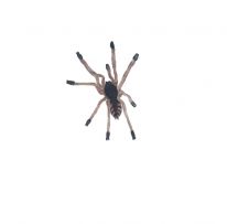 SpiderForYou logo