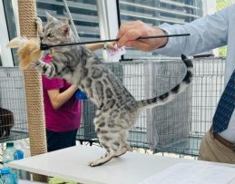 Hodowla Kotów Bengalskich i Devon Rex SABIWABI