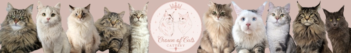 Hodowla kotów Crown of Cats