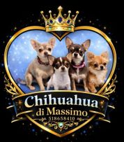 Chihuahua Di Massimo logo