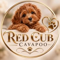 Red Cub Cavapoo logo