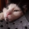 Olena