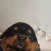 Jakub