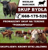 Skup i Sprzedaż Zwierząt Rzeżnych i Hodowlanych Wiesław Marcinek