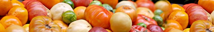 sadzonki pomidorów PANTANO ROMANESCO