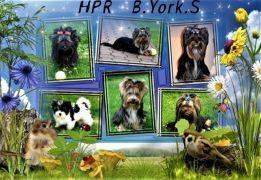 Hodowla Psów Rasowych B.York.S
