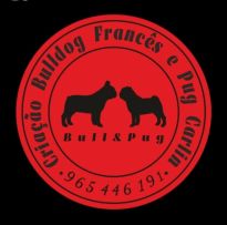 BullePug - Criação de Bulldog Françês e Pug Carlin