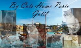 By Cats Home Porto