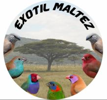 exotilmaltez