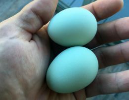 Ovos azuis de galinhas para incubação e varias outras raças e Toldos