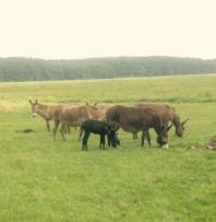 Ferma de măgari Mogoșoaia