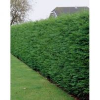 Vip-garden cajvana