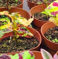 Сади Харона