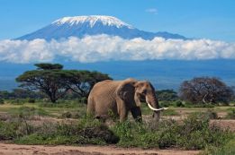 KILIMANJARO