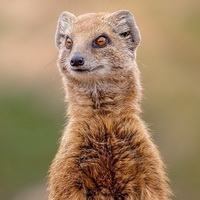 Автосканери Mongoose