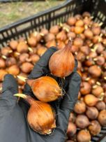 Квіткова ферма "Первоцвіт"