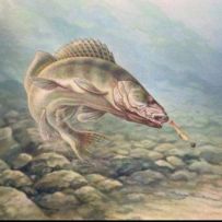 Spin Feeder Poplavecs