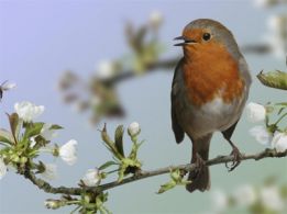 Науково дослідне насінево селекційне підприємство ''ВІЛЬШАНКА''