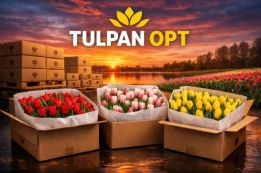 TULPAN OPT- прямі постачальники голандських тюльпанів місто Київ