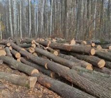 ЯКІСНІ ДРОВА
