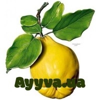Ayyva.ua logo
