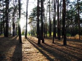 Земля, дома, коммерция